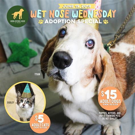 Wet nose rescue - 10:00am - 3:00pm September 9, 2023. We are super excited to be kicking off our 12th Wet Nose Pet Fair! While proceeds will benefit Wet Nose Rescue, we have invited several other rescues because we are all in this together (and it means more adoptable puppies!). Bring your pups along for a family-friendly event featuring live music, adoptable ... 